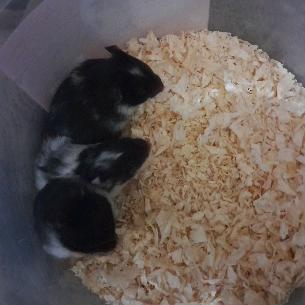 Syrische hamsters te koop (Goudhamsters), Dieren en Toebehoren, Hamster, Vrouwelijk, Tam, September