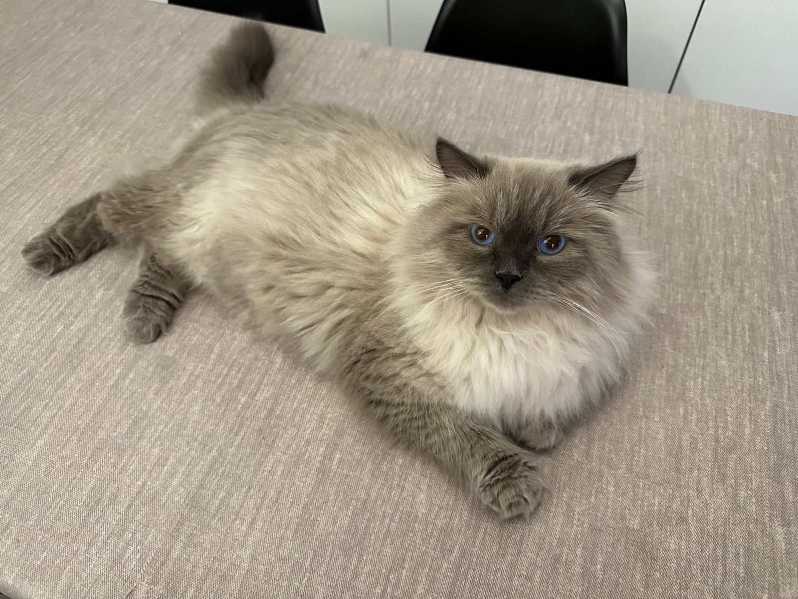 Siberische katten, Meerdere dieren, Met stamboom, 3 tot 5 jaar