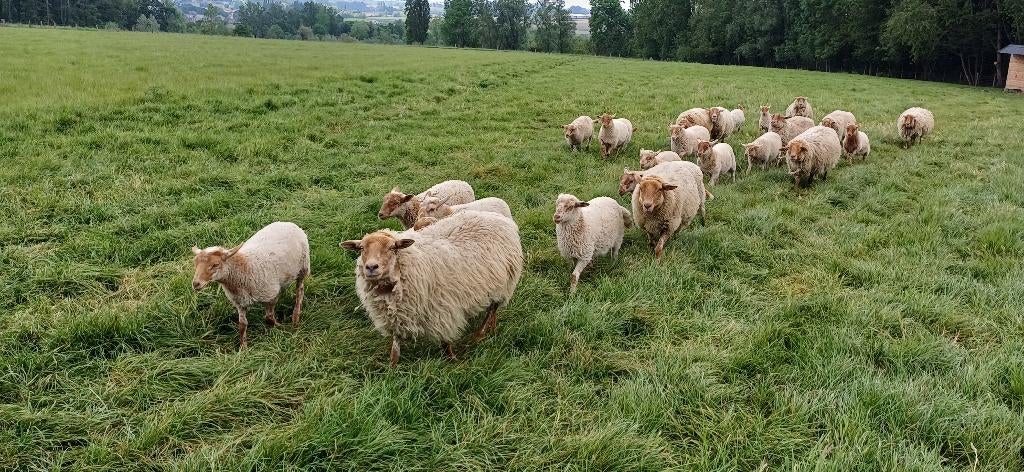 6 bokjes houtland schaap geboren feb 2026, Mannelijk, Schaap, 0 tot 2 jaar
