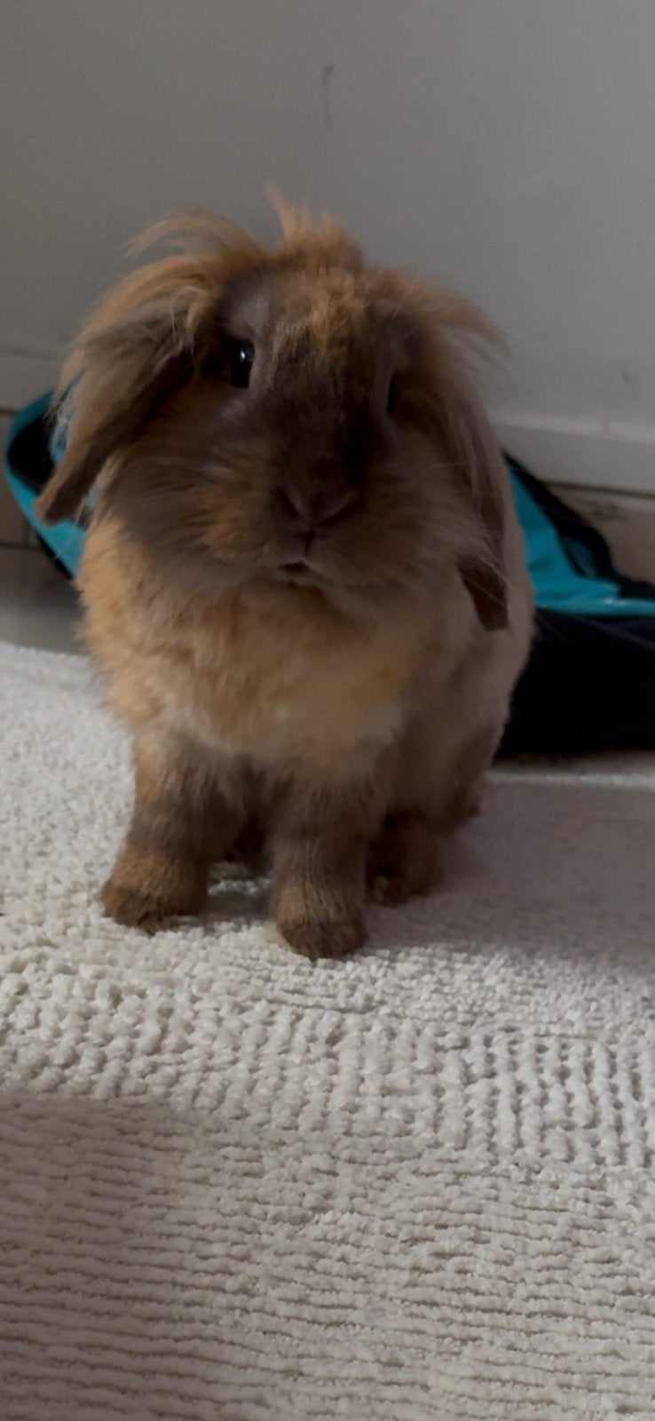 Lapine belier à vendre, Animaux & Accessoires, Accessoires pour chats, Enlèvement