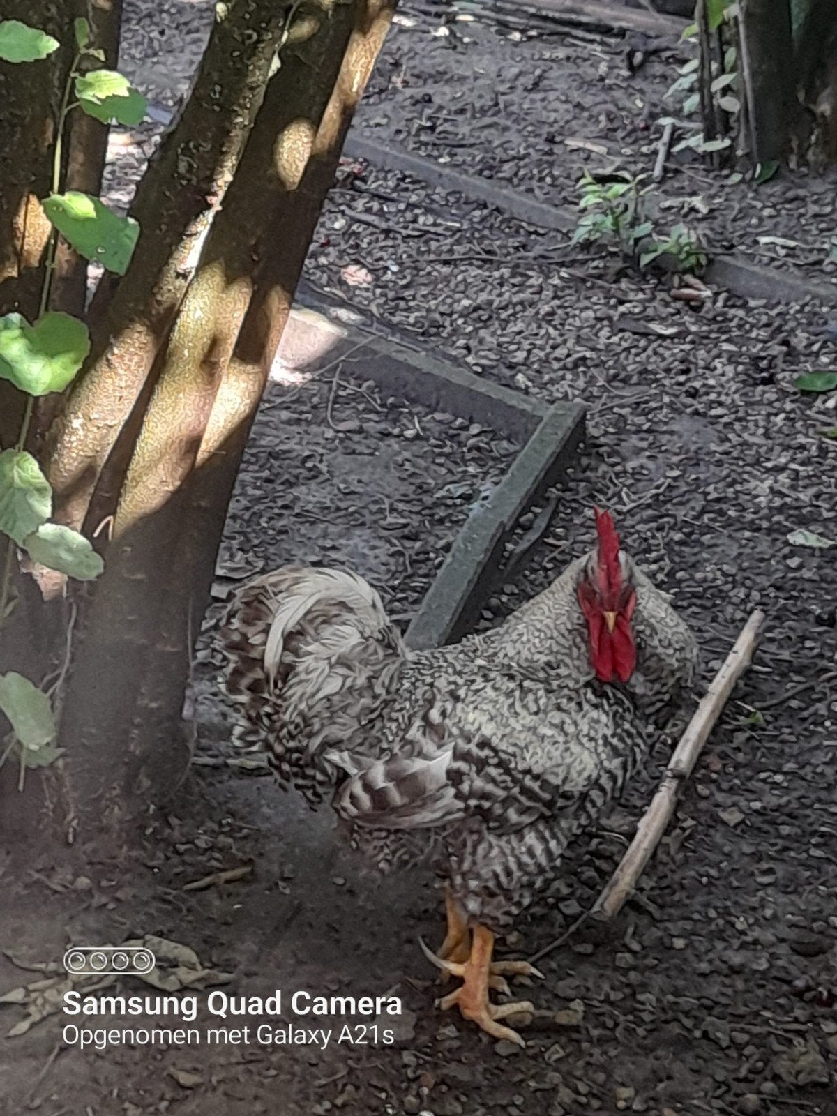 Haan, Dieren en Toebehoren, Tam
