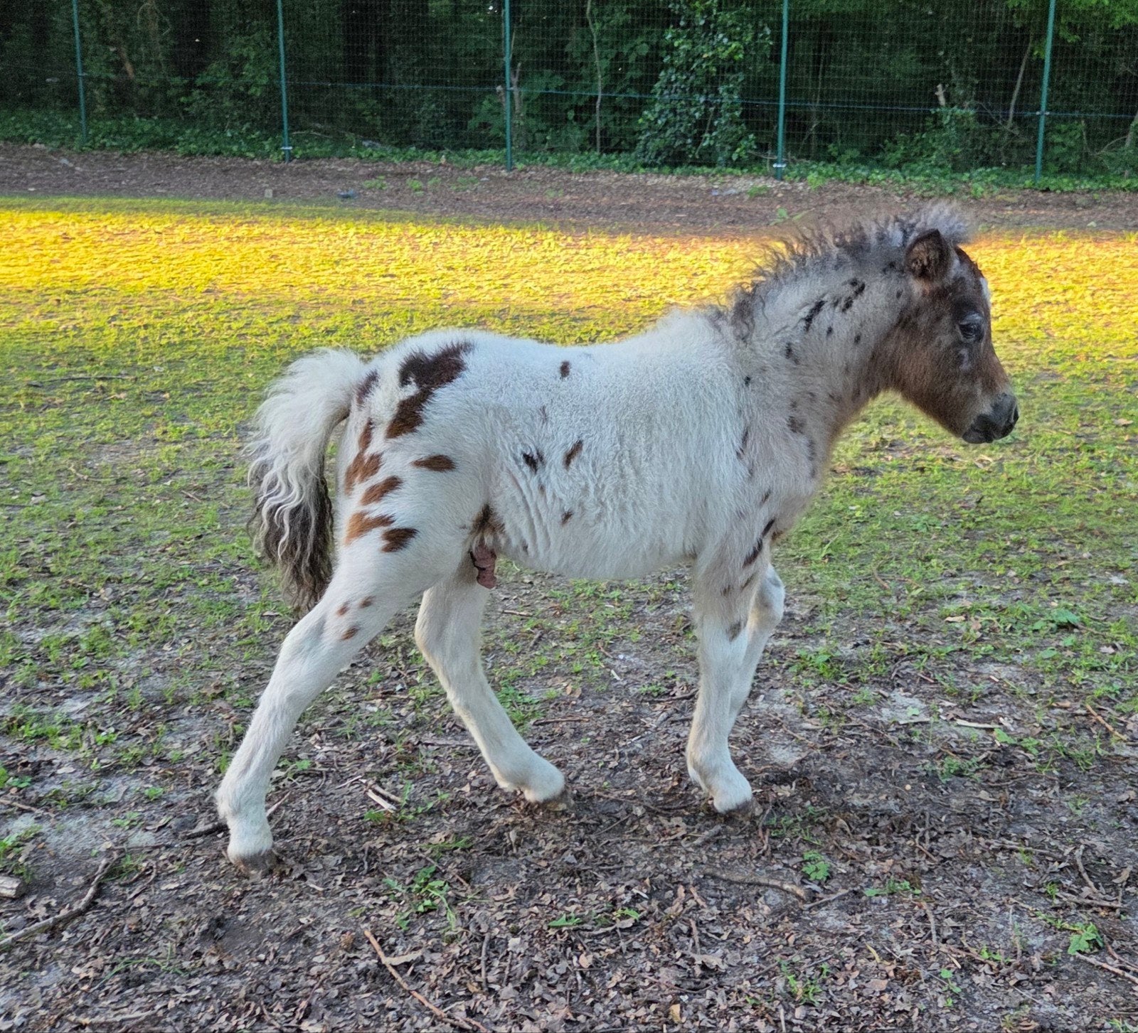 4 mini veulens, Dieren en Toebehoren, Pony's, Meerdere dieren, 0 tot 2 jaar
