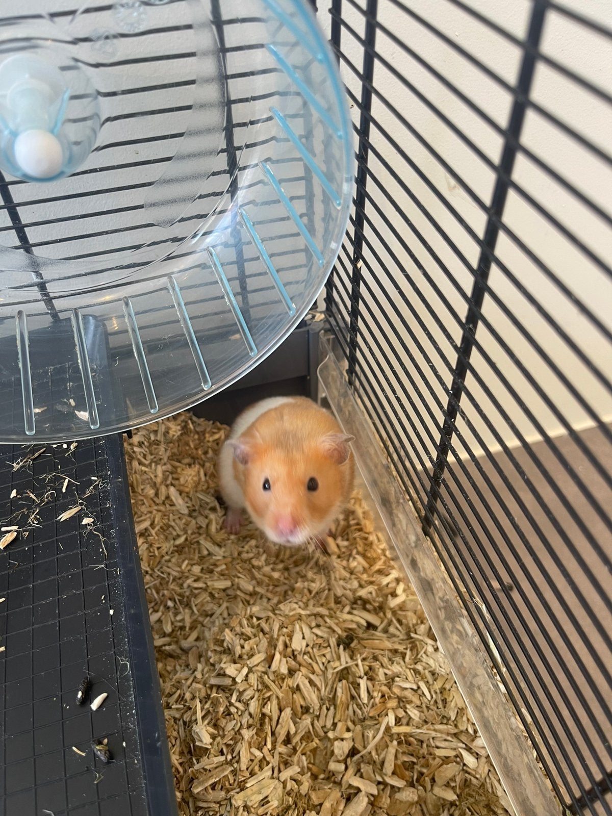Mannelijke goudhamster te koop, Animaux & Accessoires, Rongeurs, Mâle, Hamster, Avril, Domestique