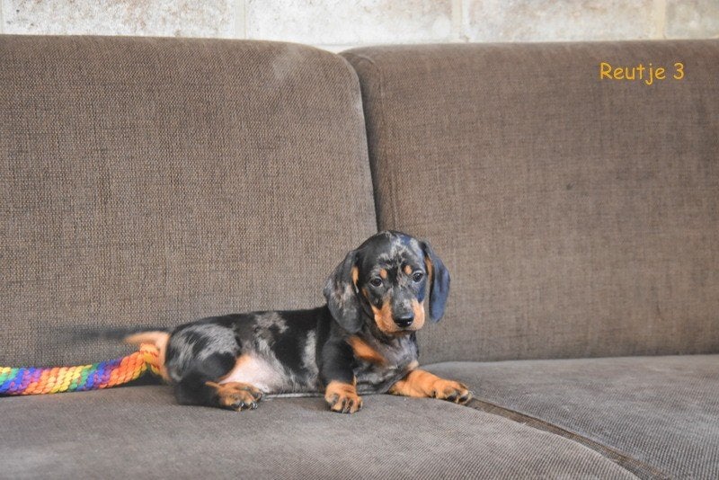 Prachtige Blue Merle Tan Dwergteckel pup, Parvo, België, Reu, 8 tot 15 weken