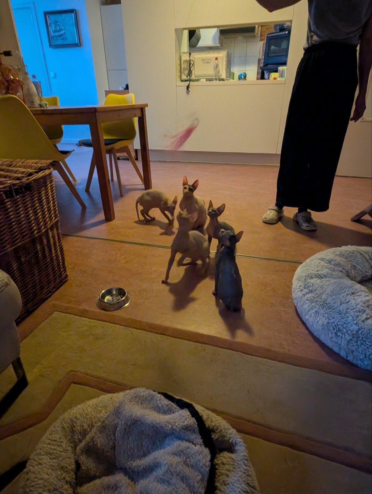 Canadese Sphynx kittens, Chat, Avec pedigree, 0 à 2 ans