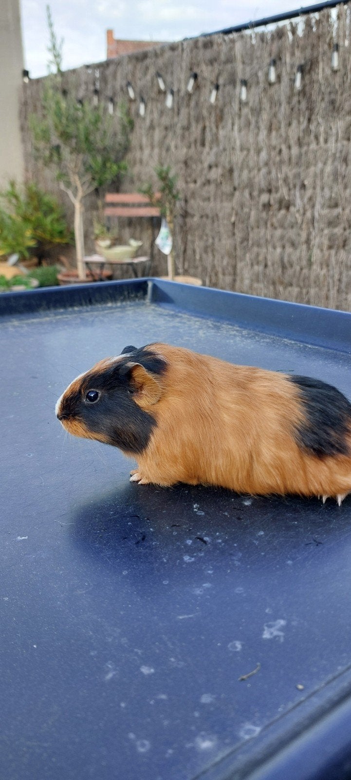 Jonge cavia zeugjes te koop, geboren 30 augustus, Août, Femelle, Cobaye