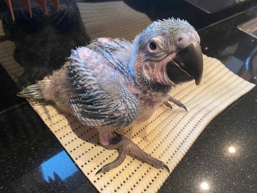 ️️️️❤️️️❤️  Bébé ara ararauna apprivoisé, Animaux & Accessoires, Sexe inconnu, Perroquet, Parleur