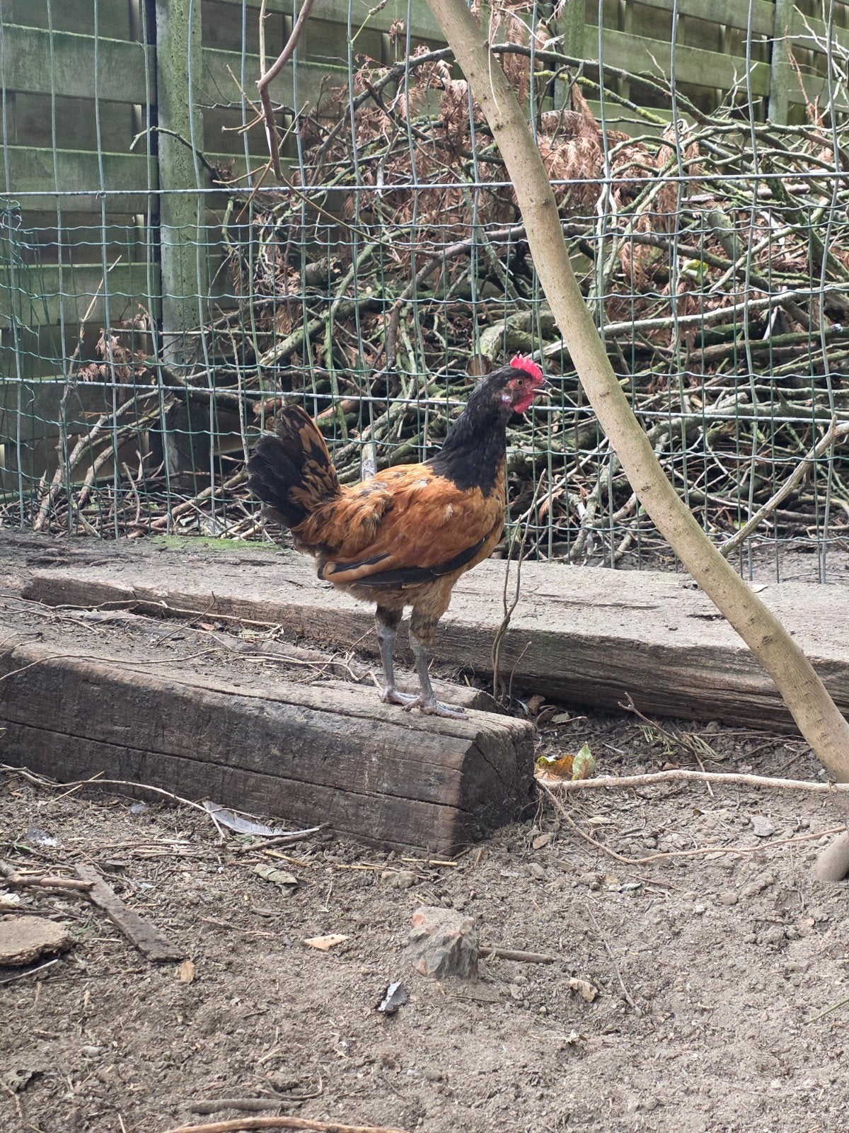 gratis raszuivere vorwerk haan, Dieren en Toebehoren, Pluimvee