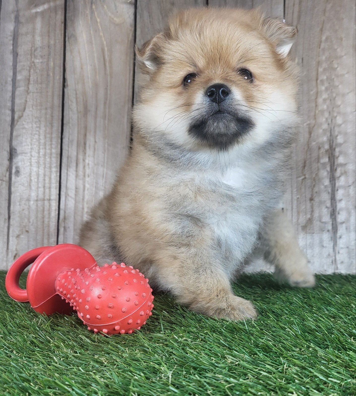 Dwergkees / keesje / pomeriaan / petit loulou, Parvo, België, Keeshond, 8 tot 15 weken