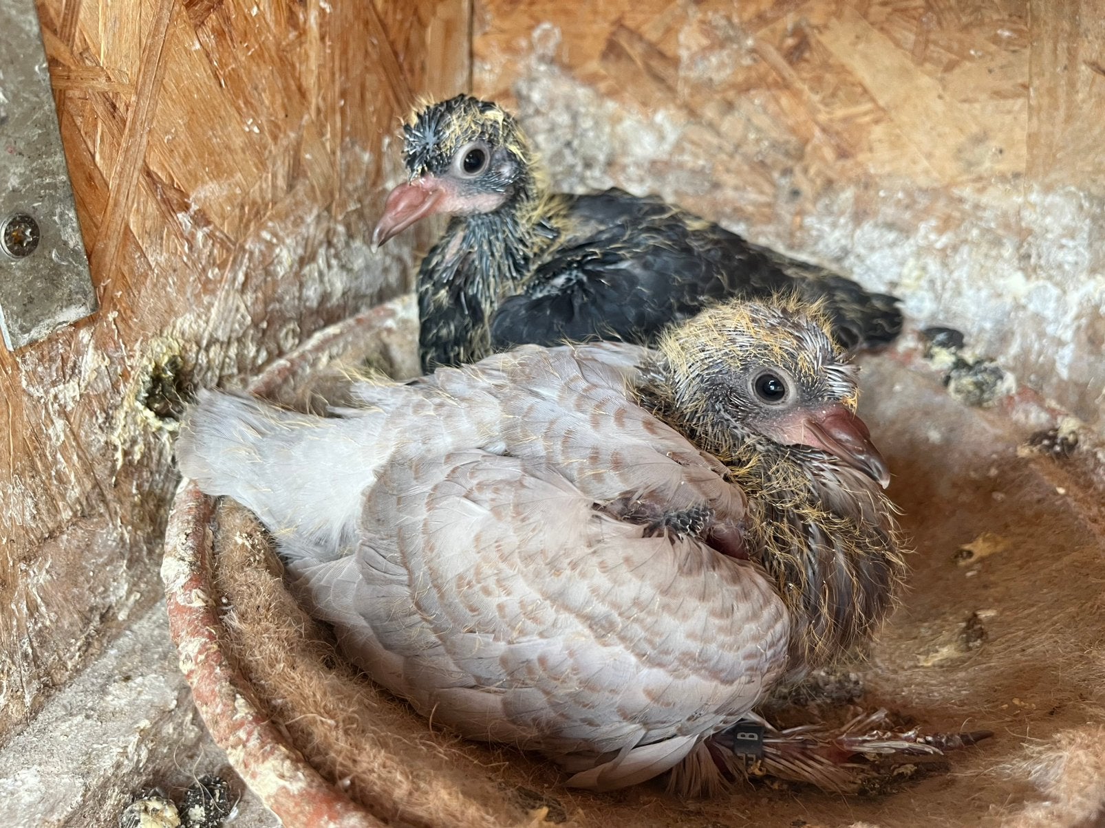 Takla rollers, Plusieurs animaux, Pigeon culbutant ou Roller