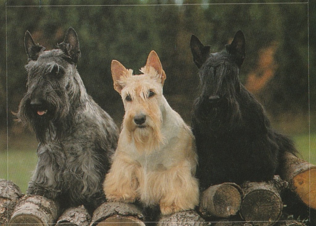 CHROMO  SCHNAUZERS, Envoi, Neuf, Animal, Gravure