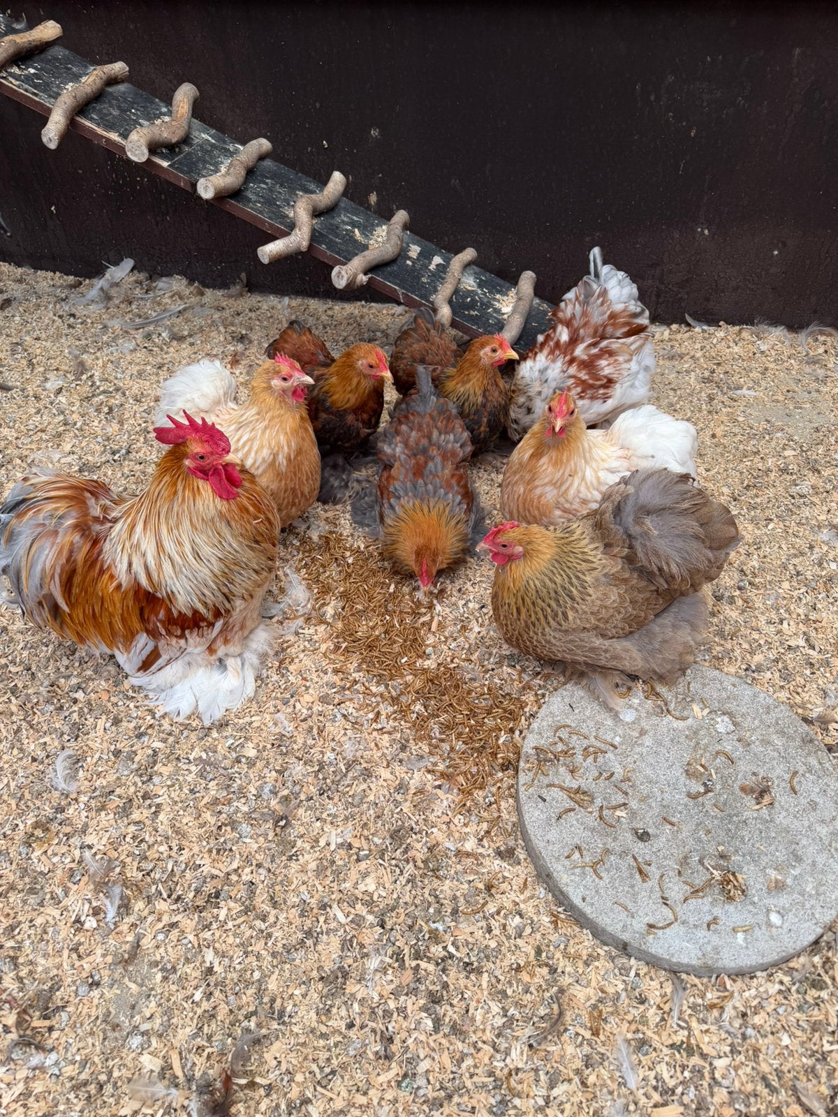 Haantje, Dieren en Toebehoren