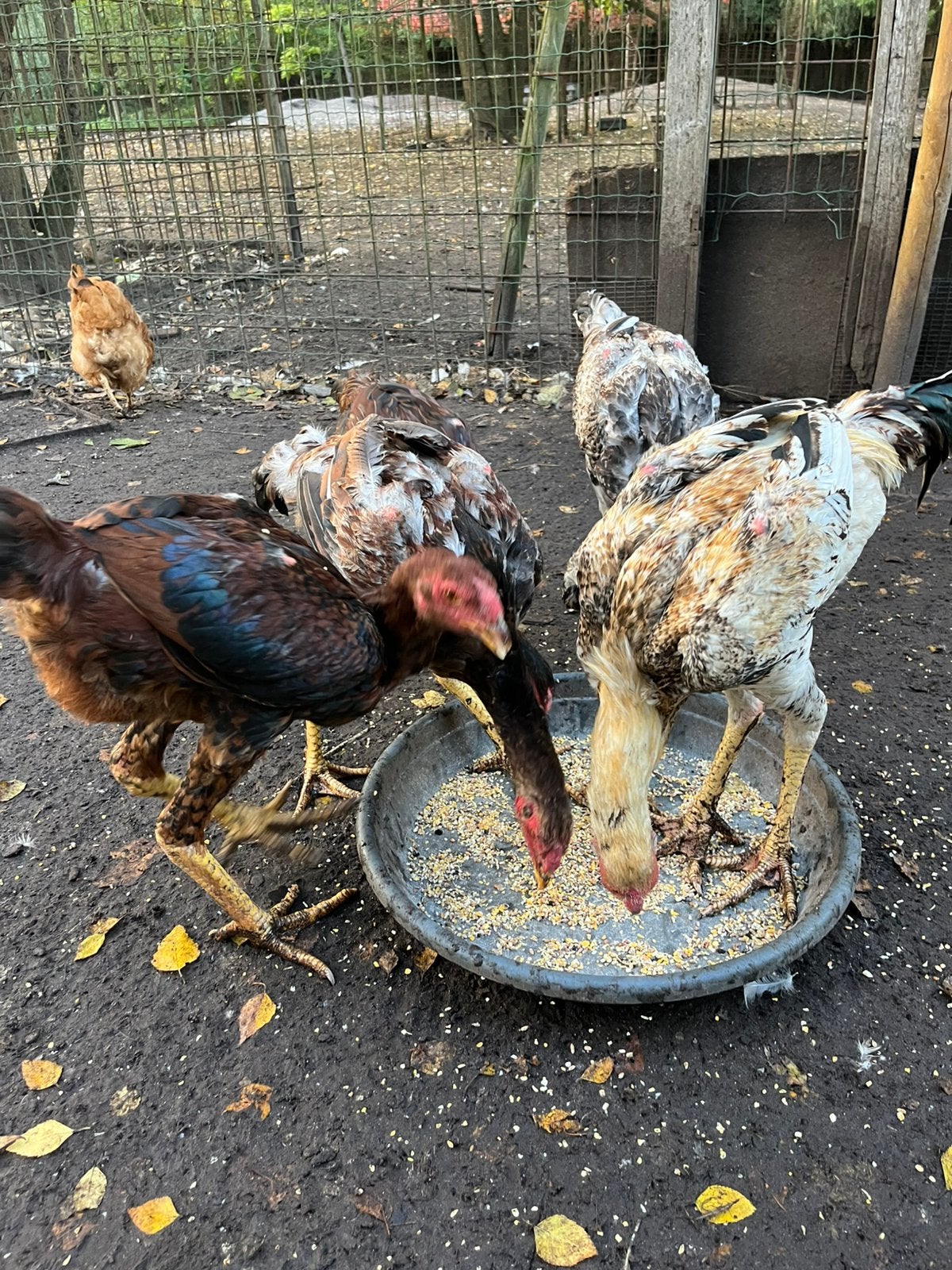 5 jonge Indio gigante hanen
