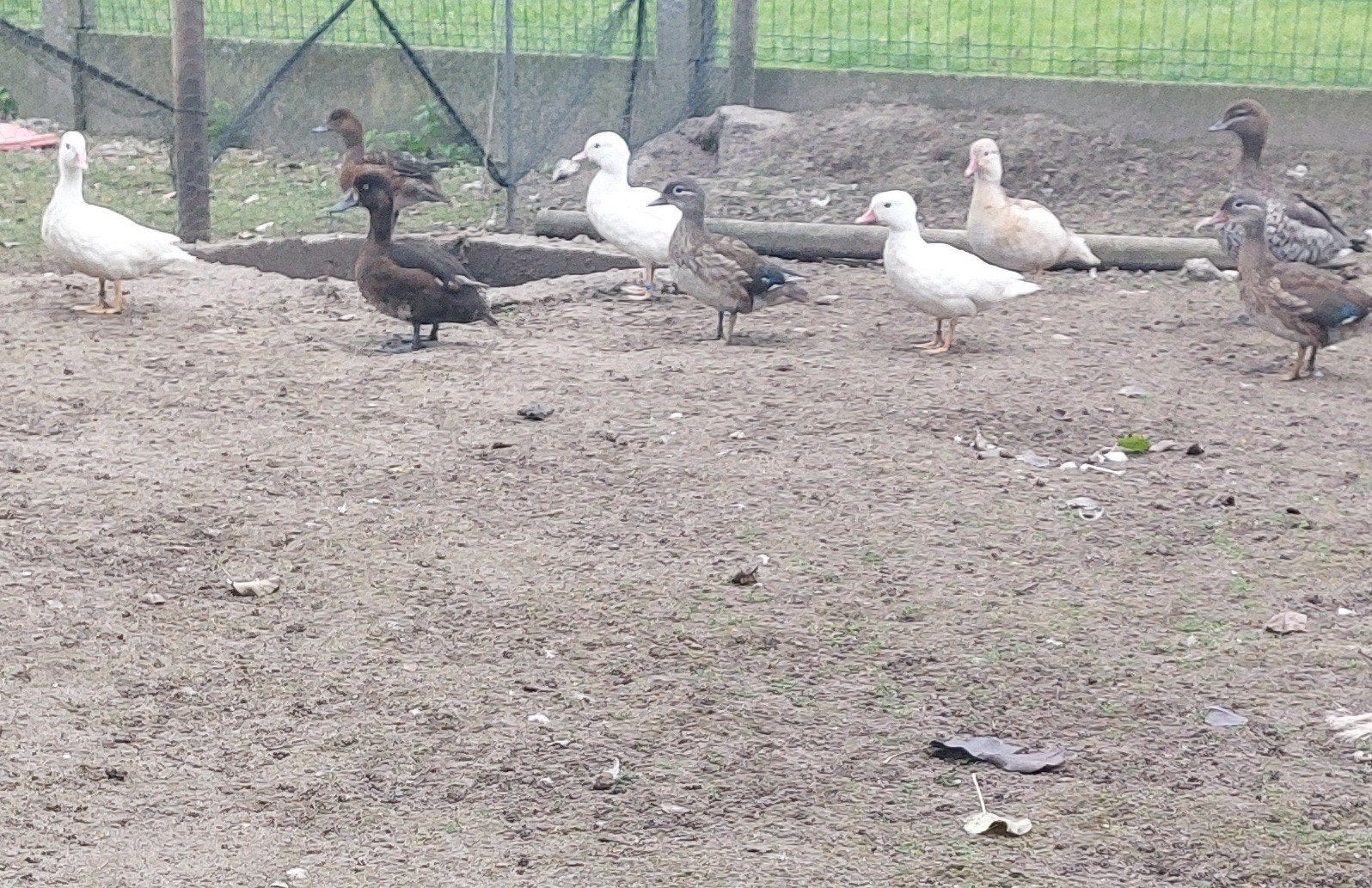 eenden - siereenden - ganzen