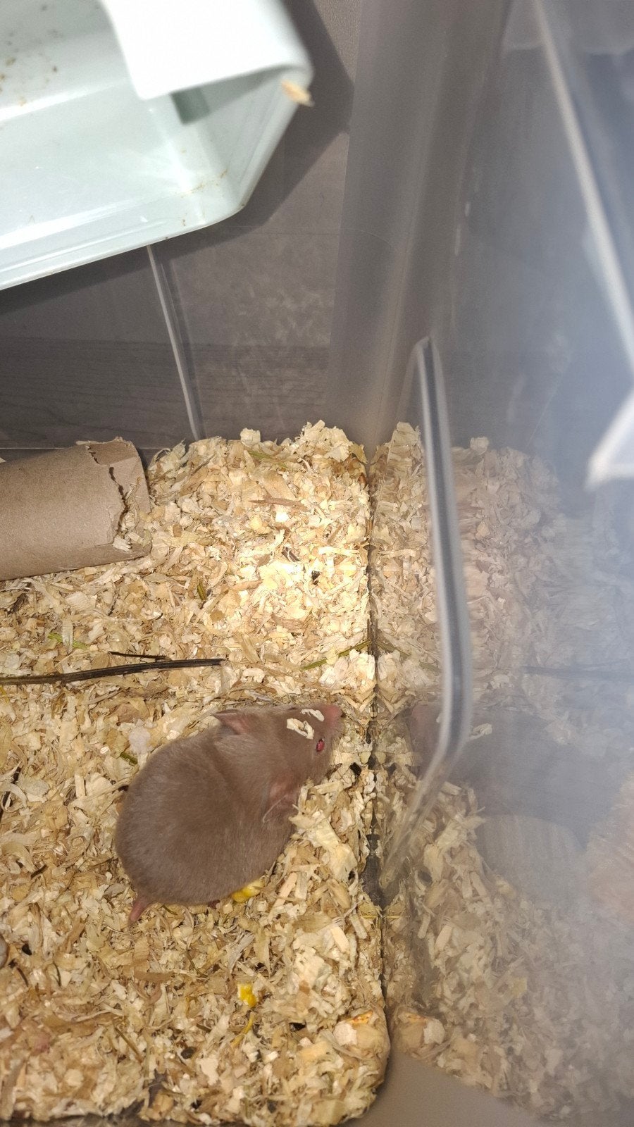 Hamster doré, hamster syrien, Mai, Mâle, Hamster