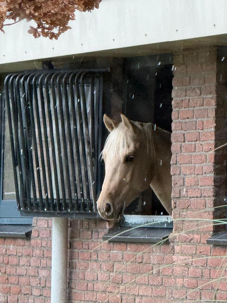 Palomino AQHA ruin 4 jr Allround Western, Minder dan 160 cm, Met stamboom, Ruin, Niet van toepassing