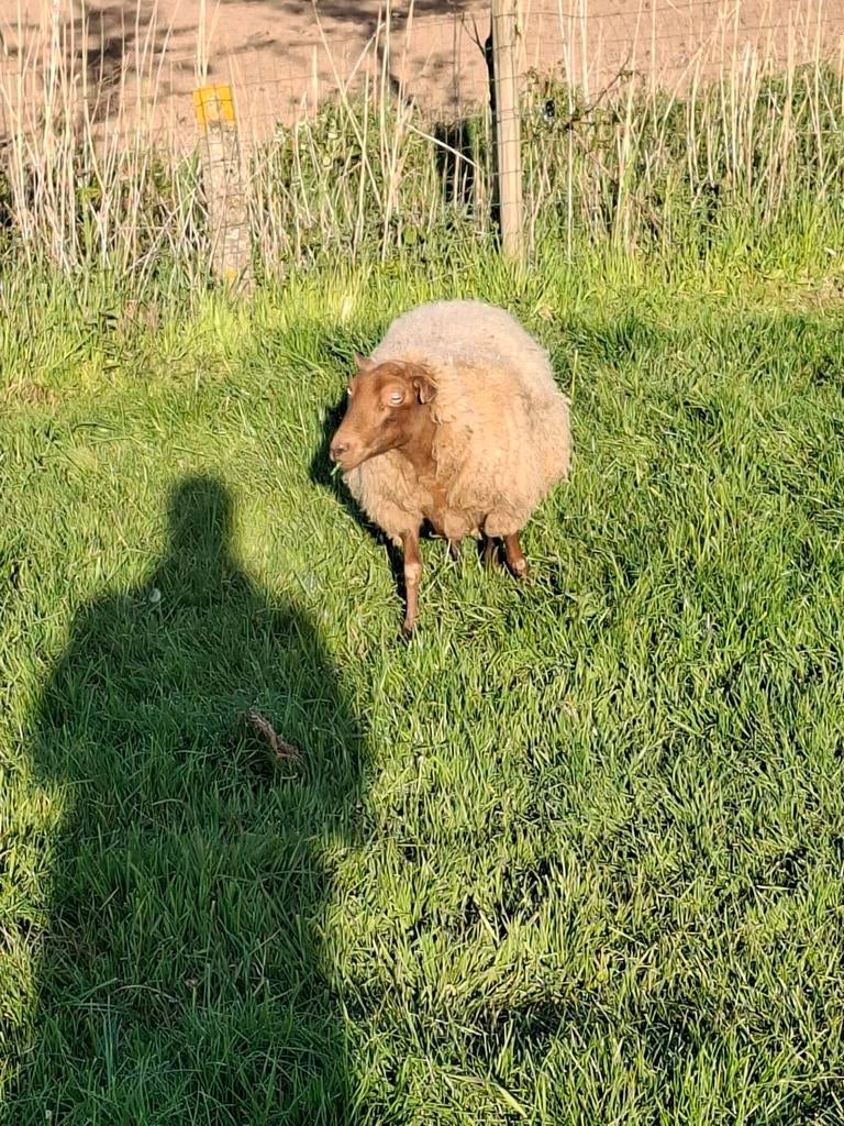 Voskop schaap met 2 lammeren., Vrouwelijk, Schaap, 3 tot 5 jaar