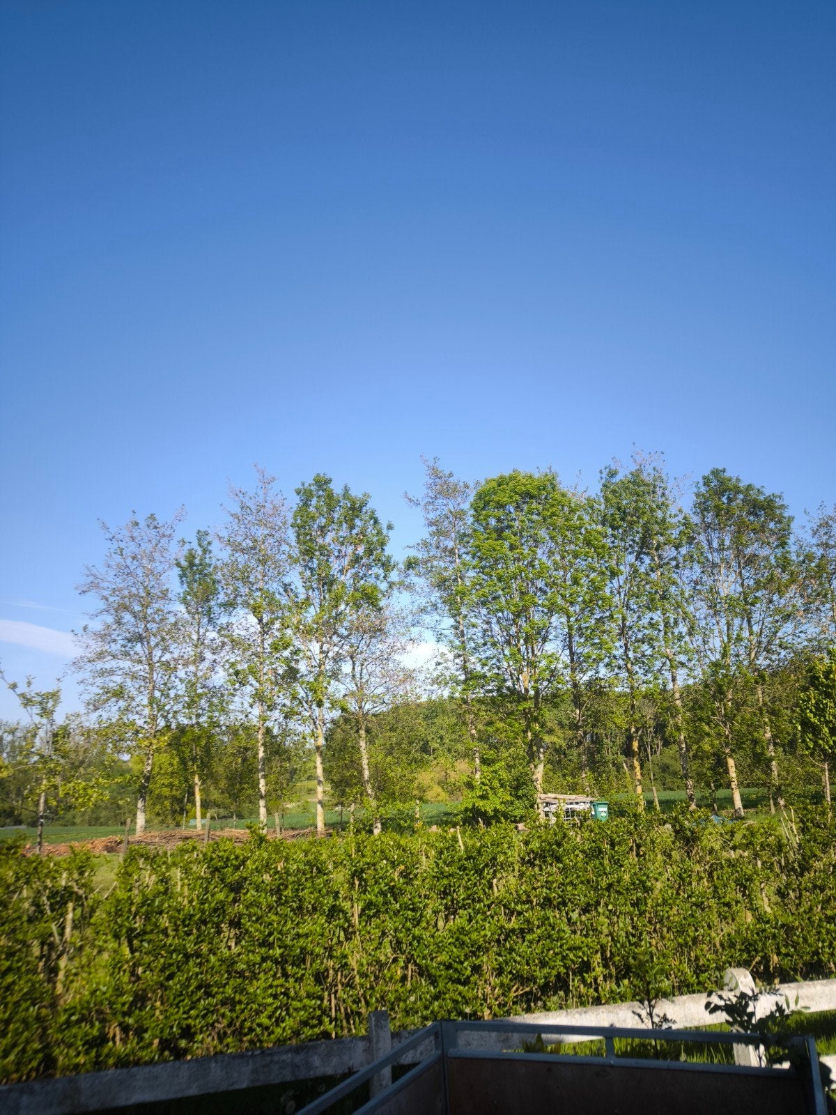 Es bomen 100-300cm 30 stuks 5 euro, Tuin en Terras, Planten | Bomen, Overige soorten, 400 cm of meer, Halfschaduw, Zomer, Ophalen