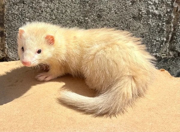 Plusieurs jeunes furets, Dieren en Toebehoren, Knaagdieren, Fret, Mei, Meerdere dieren, Tam