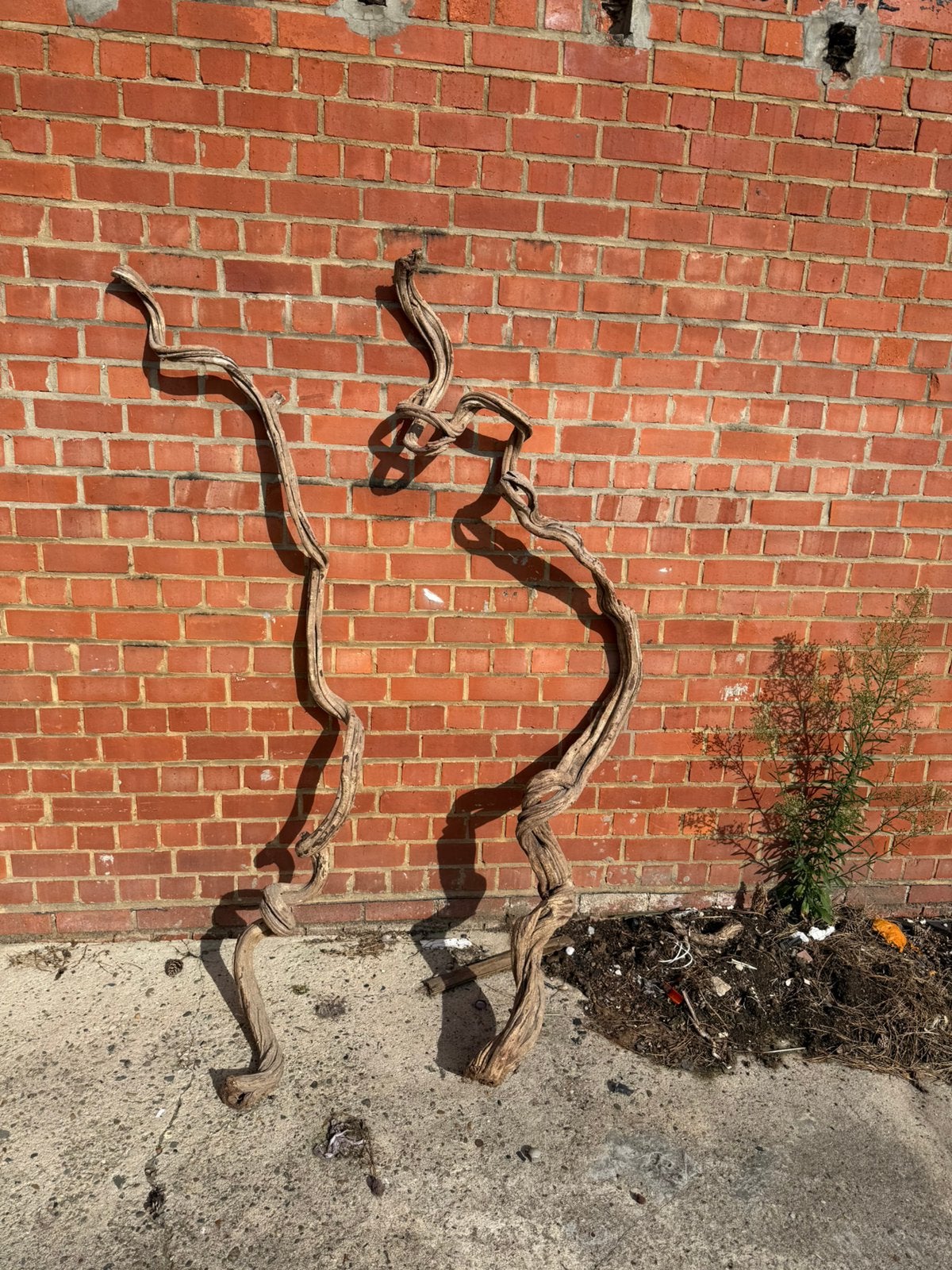 Bois de vigne décoratif, Enlèvement ou Envoi, Bois