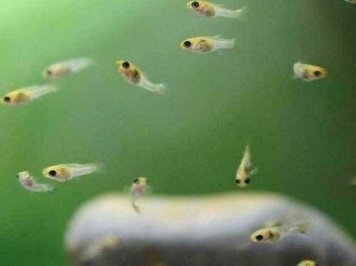 Baby guppen, Vis, Zoetwatervis