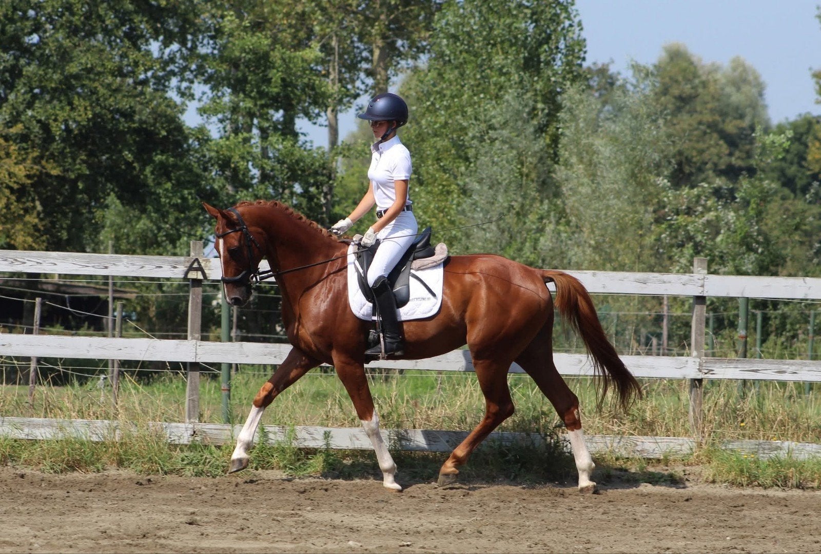 Leuke 11j ruin van Fantast van de kempenhoeve, Dieren en Toebehoren, Met stamboom, Ruin, Dressuurpaard, L