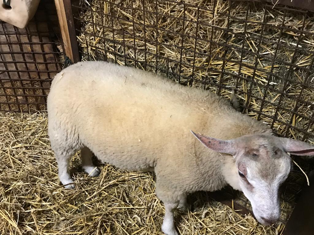 Schaap, Dieren en Toebehoren, Schaap