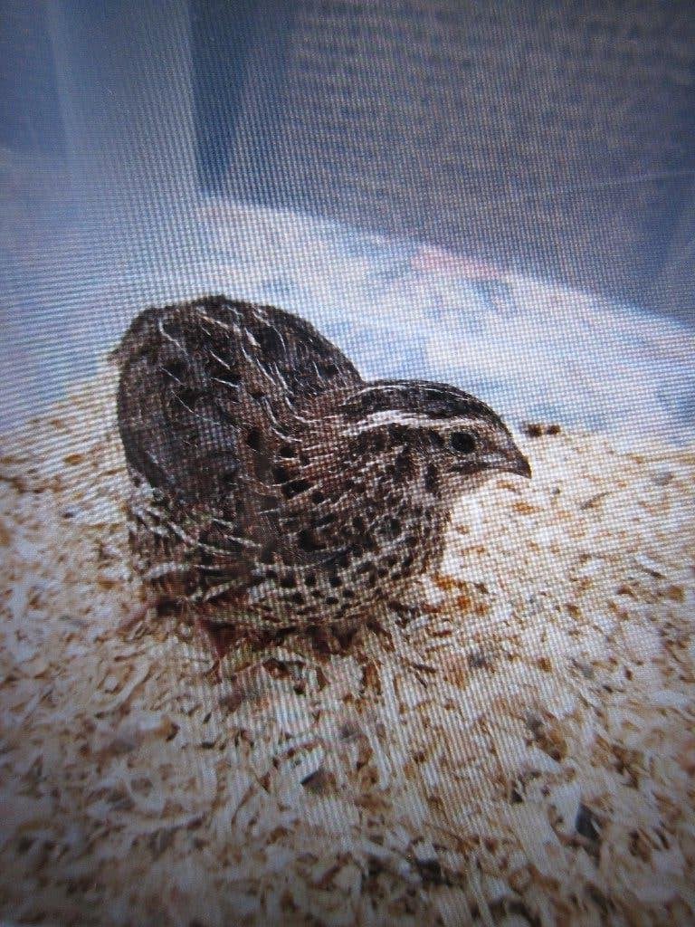 Japanse kwartels, Juni, Meerdere dieren