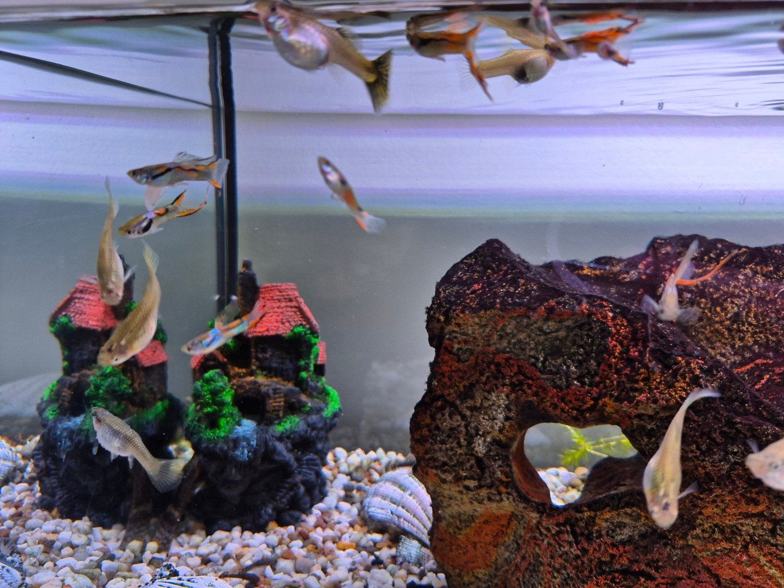 Ancistrus dolichopterus ruitenwisser vissen en guppy, Vis, Zoetwatervis