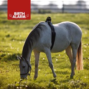 Geboorte alarm - birth alarm te huur/te koop, Dieren en Toebehoren, Paarden, Merrie