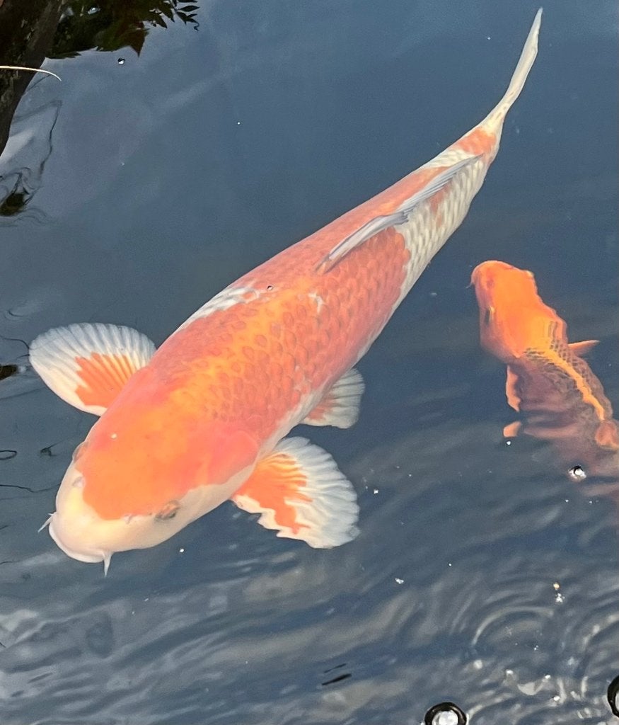 Magnifique jeu Ochiba 60cm, Carpe ou Koï