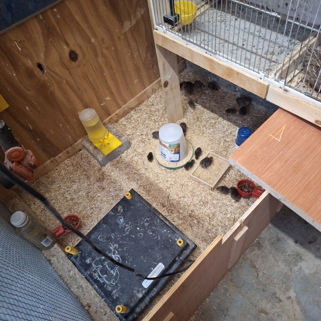 Kwartels diverse soorten, Dieren en Toebehoren, Pluimvee, Overige soorten, Meerdere dieren