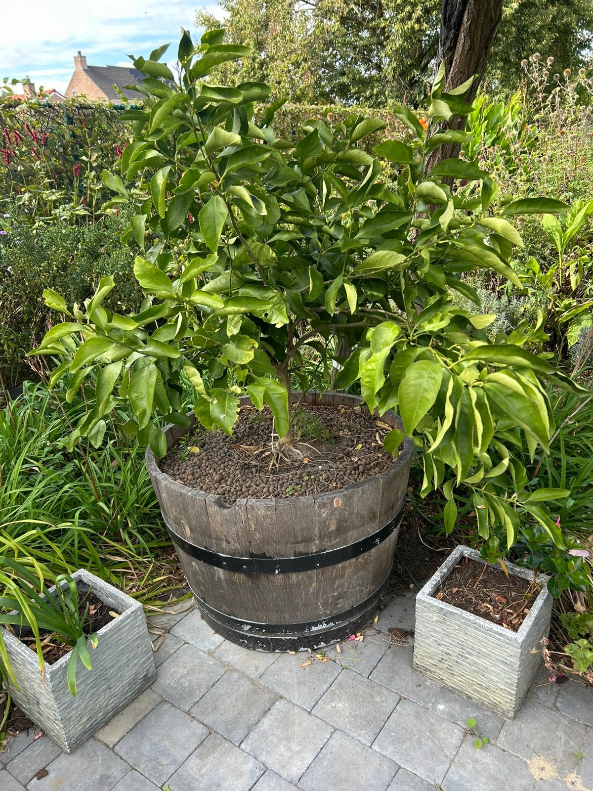 Citroenboom, Ophalen
