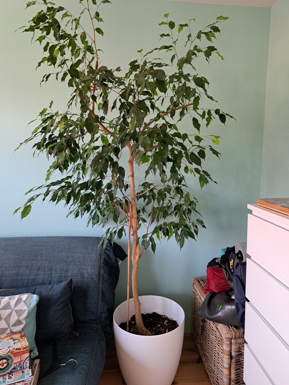 Gros ficus, Maison & Meubles, Plantes d'intérieur, Enlèvement, Ficus