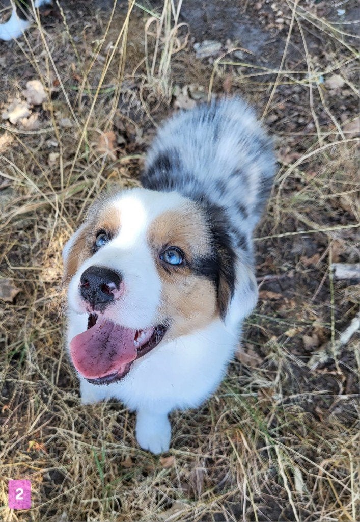 Australische herder pup / Australian Shepherd / Aussi pup, Dieren en Toebehoren, Parvo, België, 8 tot 15 weken, Meerdere