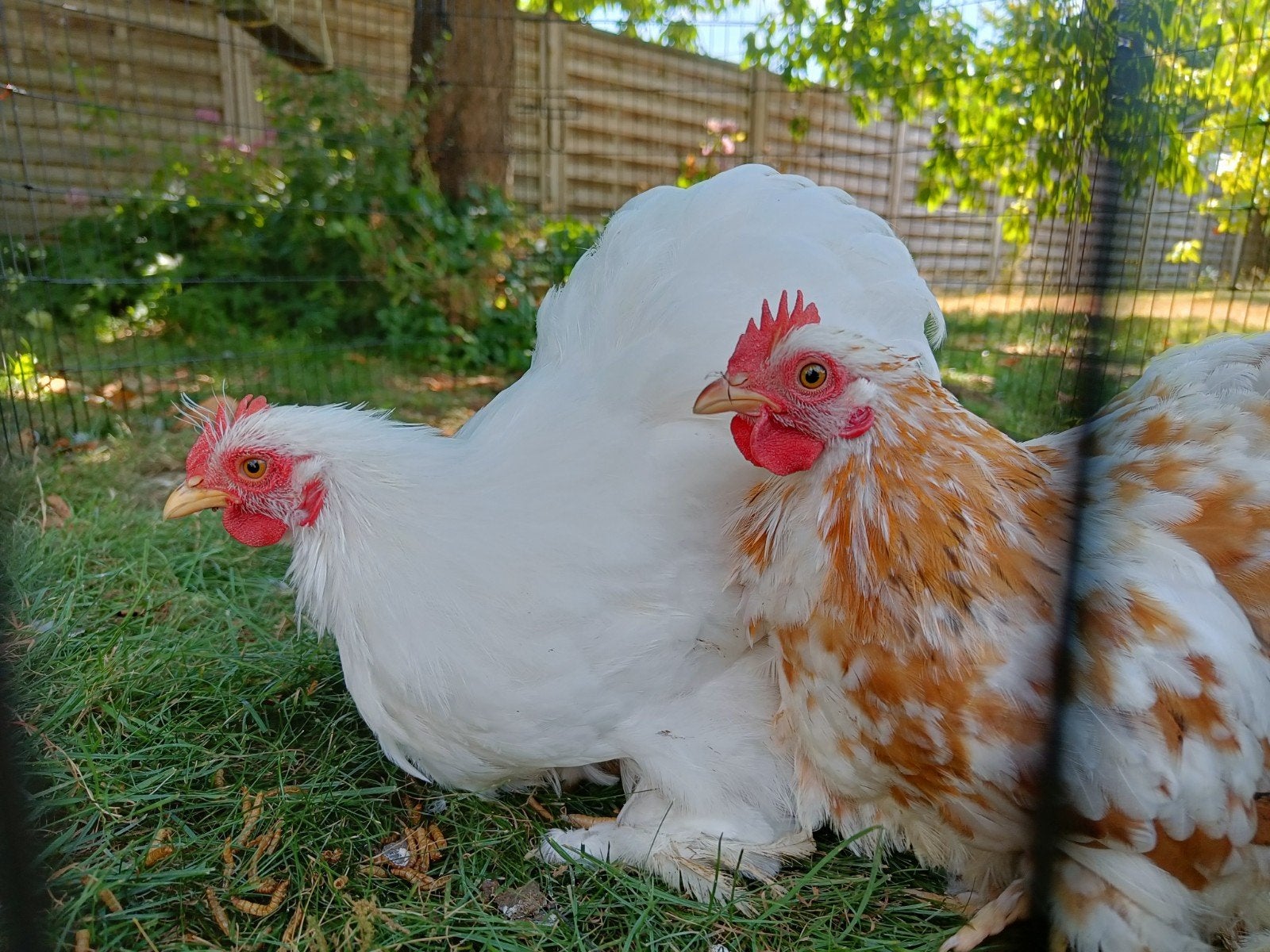 Cochin kriel haantjes GRATIS, Mannelijk, Kip