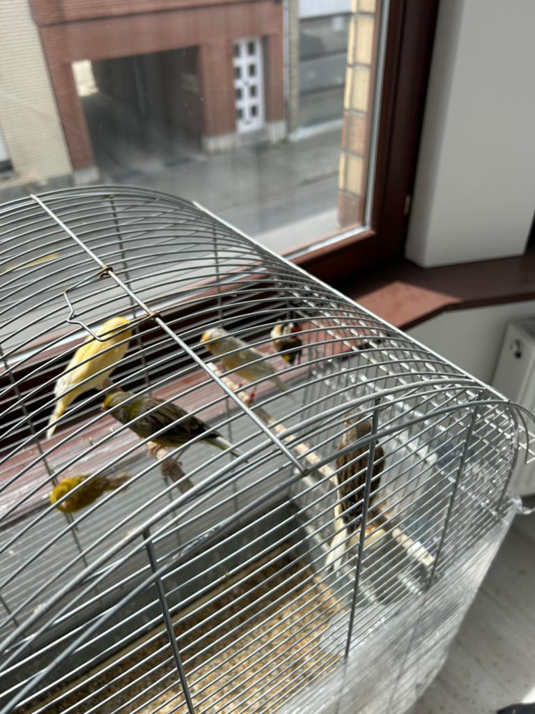 5 canaris et un chardonnerets A vendre avec cage, Animaux & Accessoires, Canari chanteur