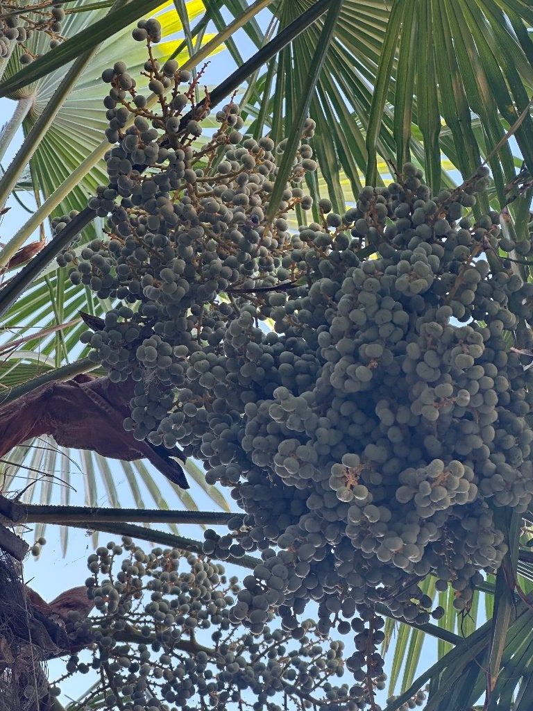 Palmbomen zaden, Tuin en Terras, Ophalen, Gehele jaar, Volle zon, Zaad