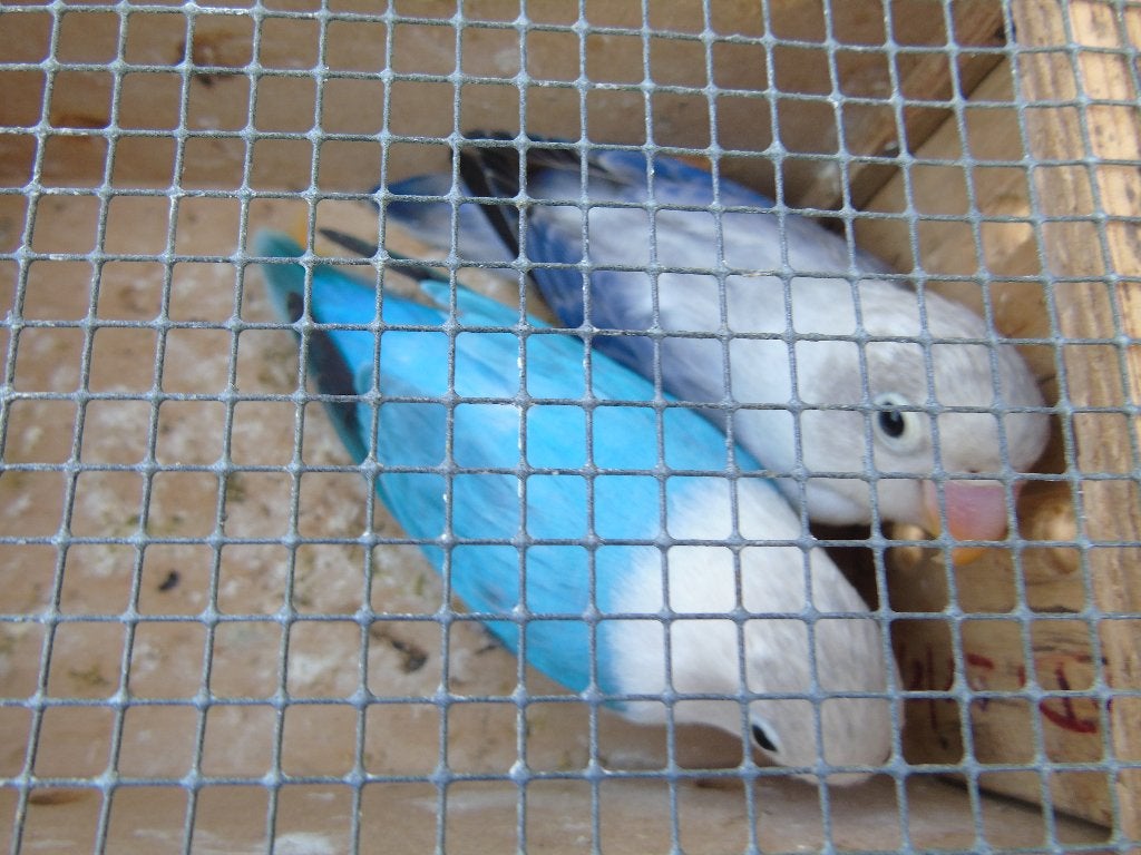 agapornis, Meerdere dieren, Dwergpapegaai of Agapornis, Tam