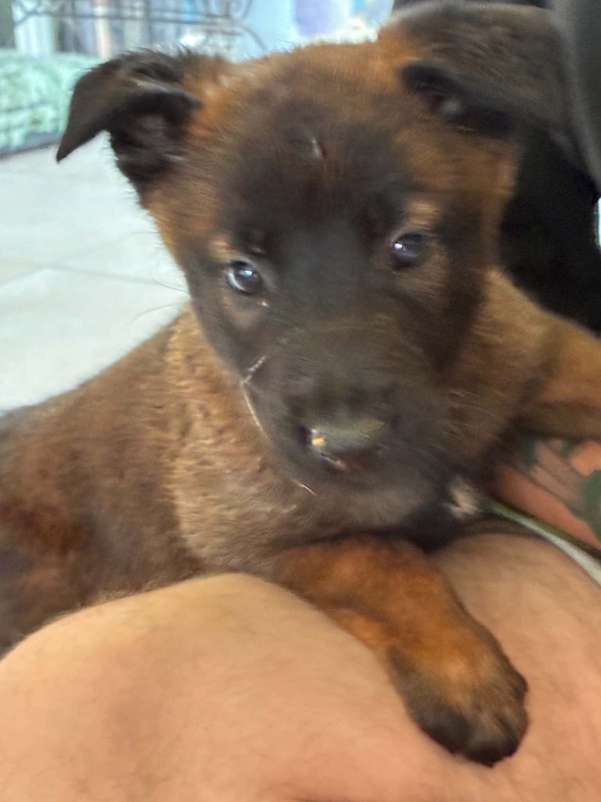 Mechelse herder te koop, 15 semaines à 1 an, Particulier, Maladie de Carré (chiens), Belgique
