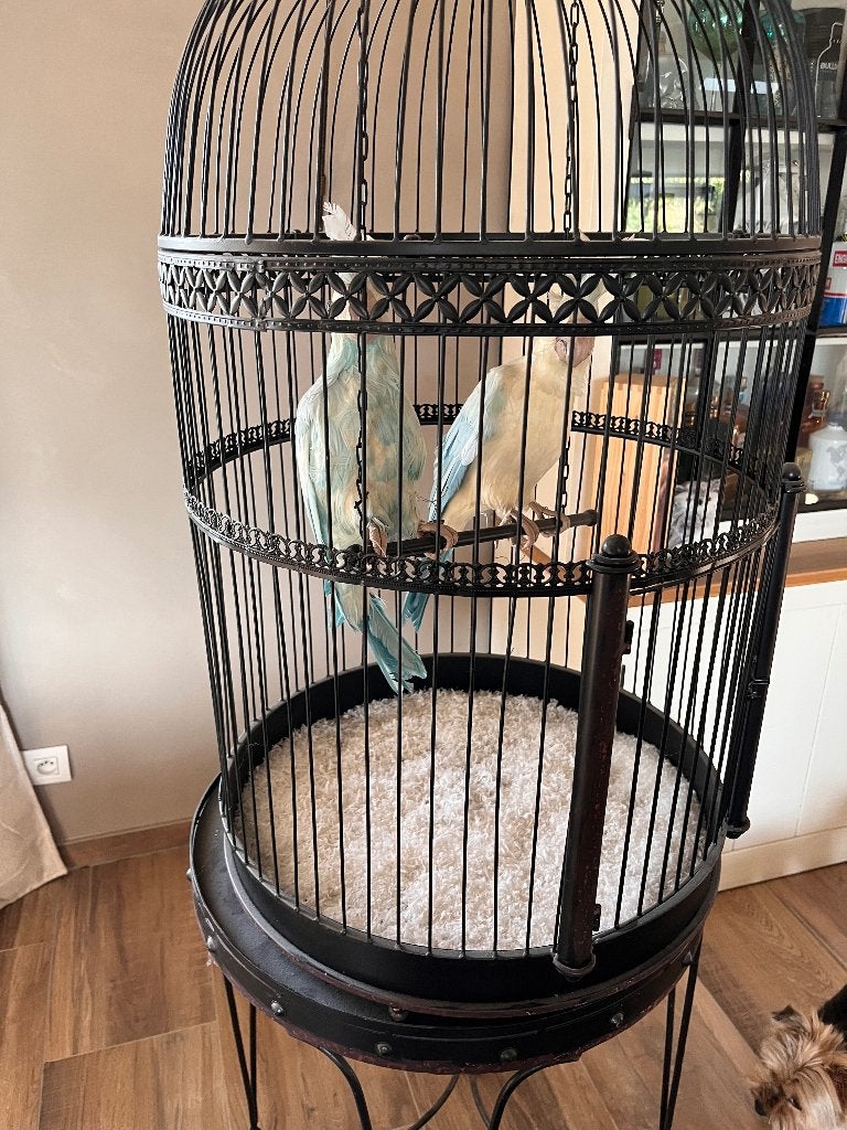 Vogelkooi, Huis en Inrichting, Ophalen, Zwart, Nieuw, Landelijk