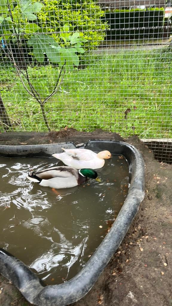Paire de canards, Plusieurs animaux, Canard
