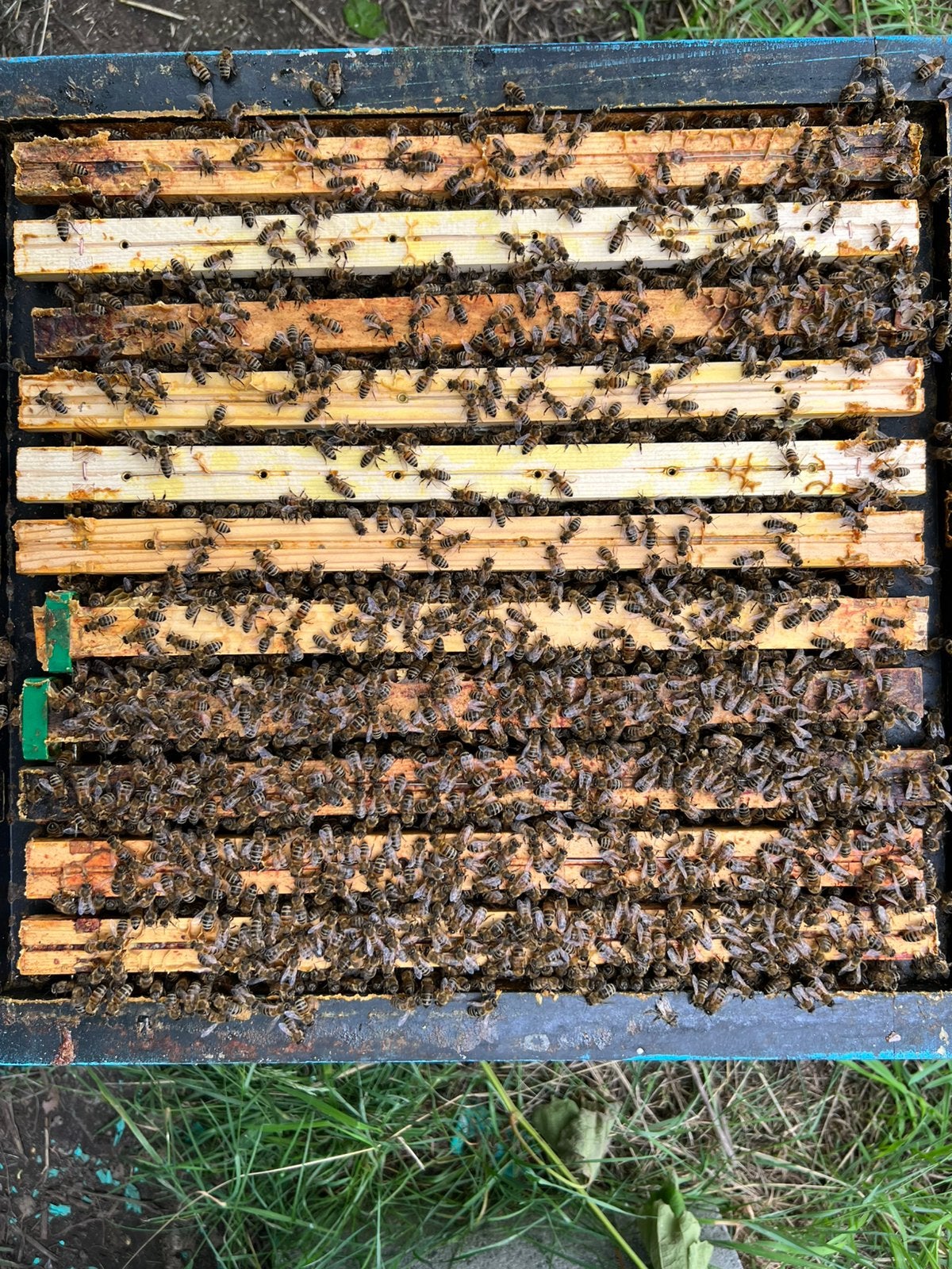 Buckfast bijenvolk, Animaux & Accessoires, Abeilles