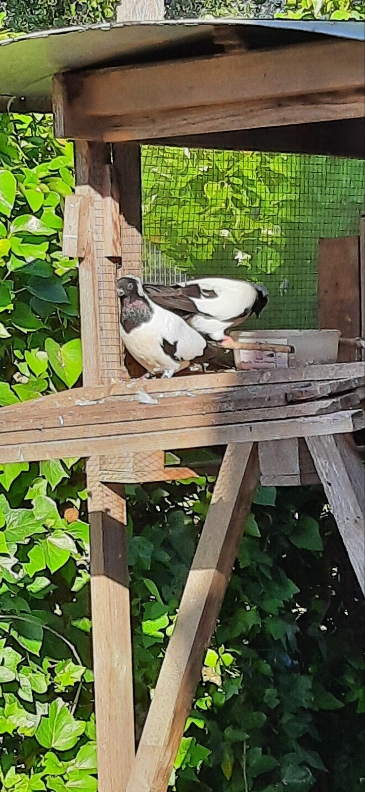 nonduifjes, Animaux & Accessoires