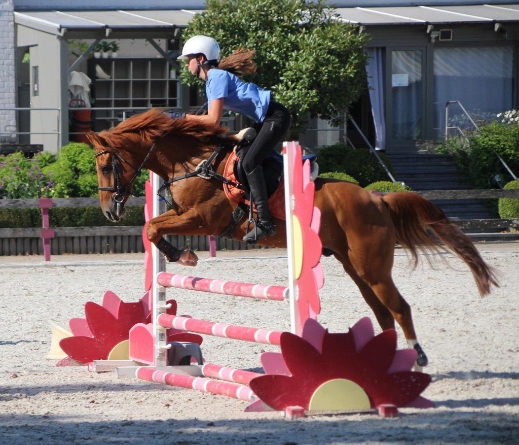 Allround veelzijdige D-pony / sportpony met super bloedlijn, Met stamboom, Ruin, M, Springpony