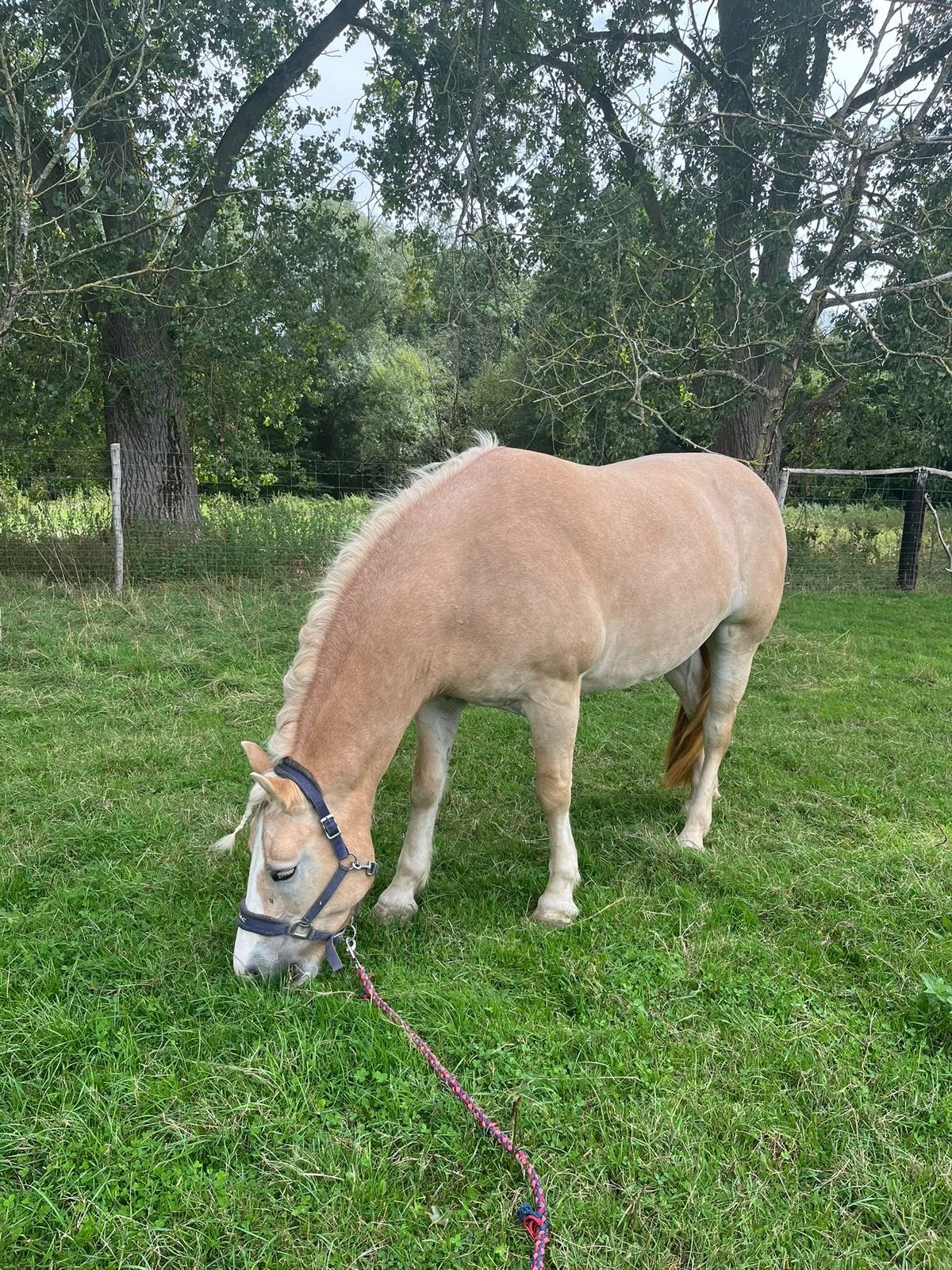 Haflinger, Jument