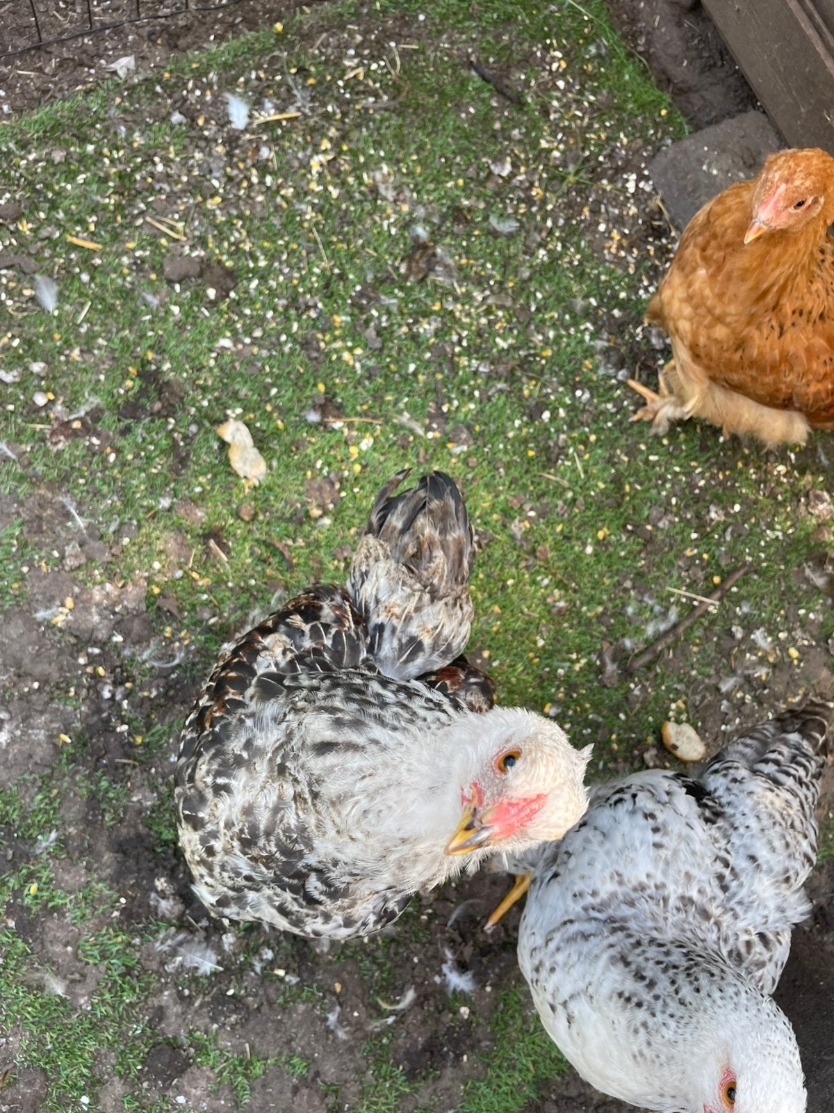 Jonge brahma van april 2026, Dieren en Toebehoren, Pluimvee, Geslacht onbekend, Kip