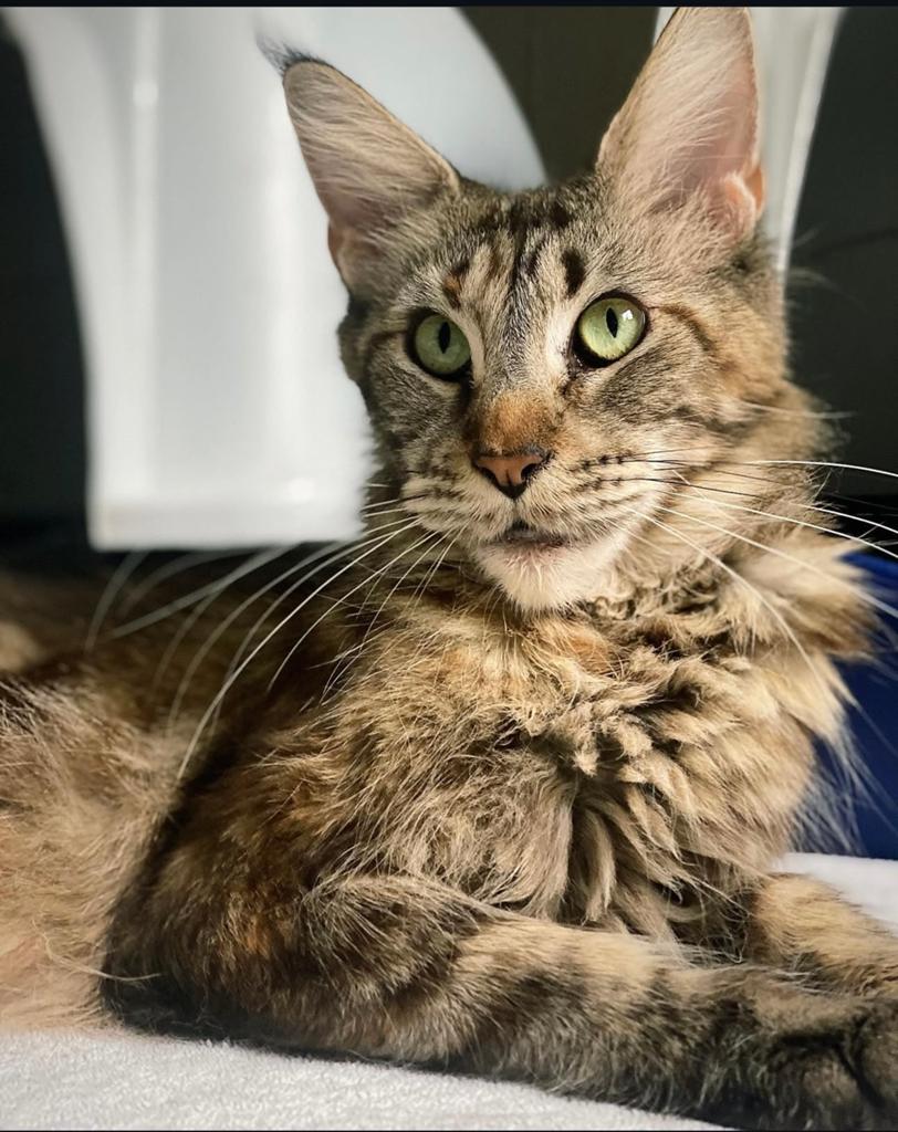 MaineCoon, Dieren en Toebehoren, Katten en Kittens | Raskatten | Langhaar, Poes, Met stamboom, 6 jaar of ouder