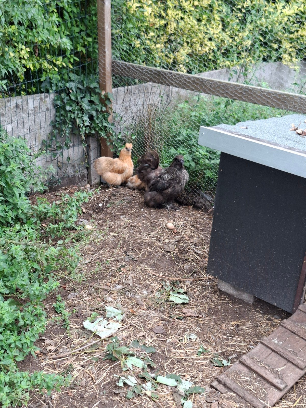 zijdehoentjes, Meerdere dieren, Kip