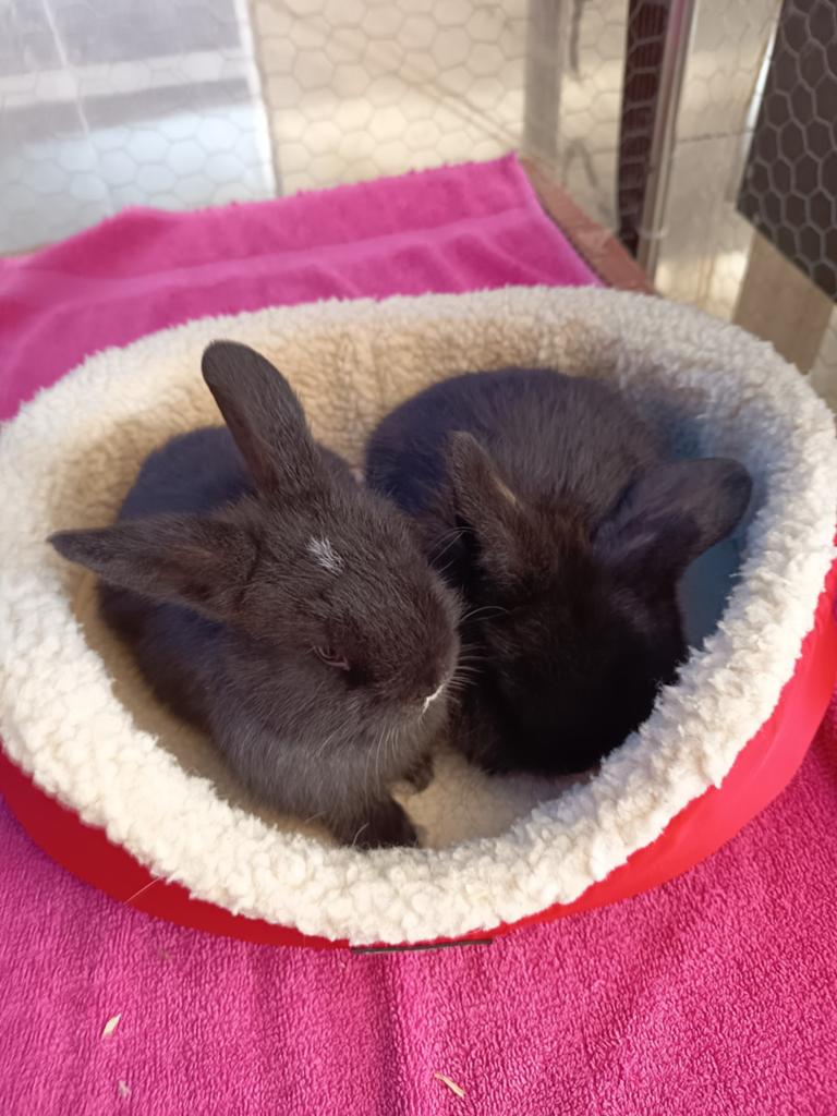 Minilop voedsters, Dieren en Toebehoren